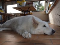 Sommertreffen 2018 - 007